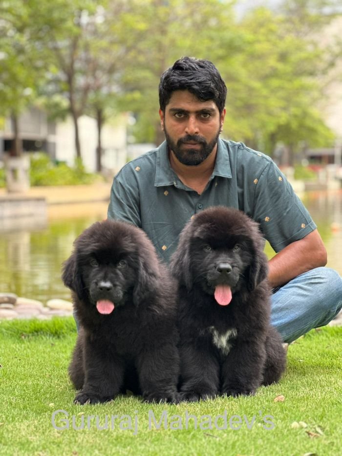 DogsIndia.com  Newfoundland  Gururaj