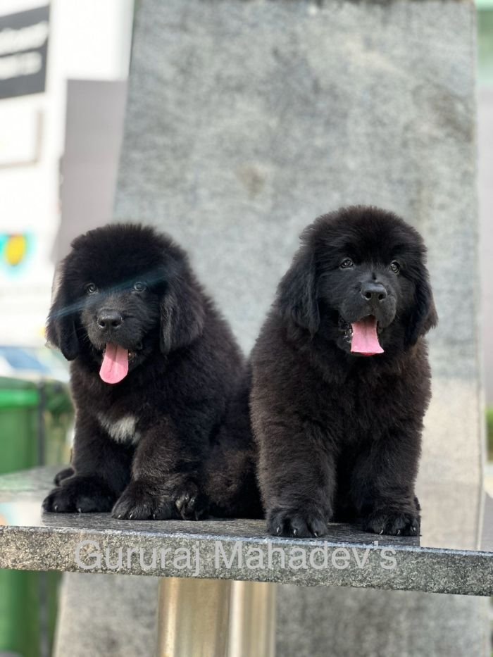 DogsIndia.com  Newfoundland  Gururaj