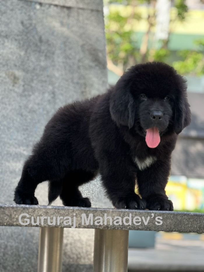 DogsIndia.com  Newfoundland  Gururaj