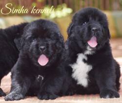 DogsIndia.com - Newfoundland - Kiran Gowda - Simha Kennels