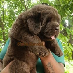 DogsIndia.com - Newfoundland - Kiran Gowda - Simha Kennels