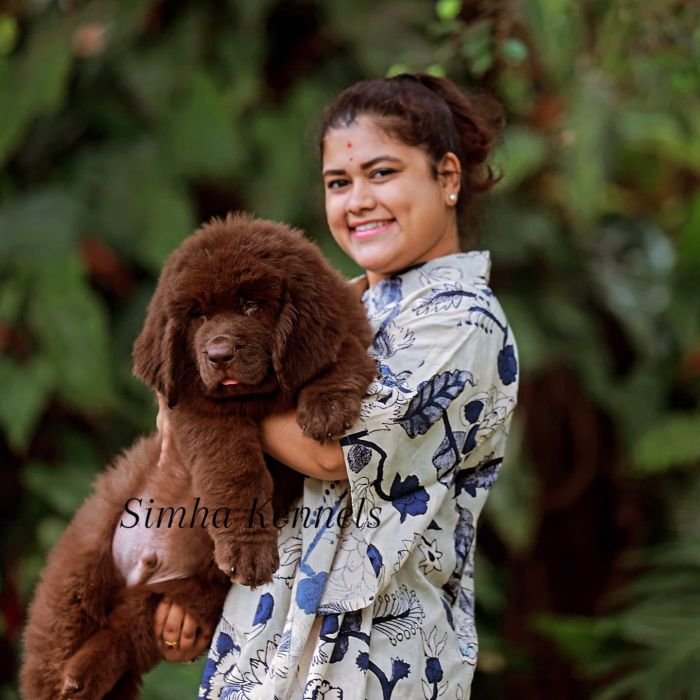 DogsIndia.com - Newfoundland - Kiran Gowda - Simha Kennels