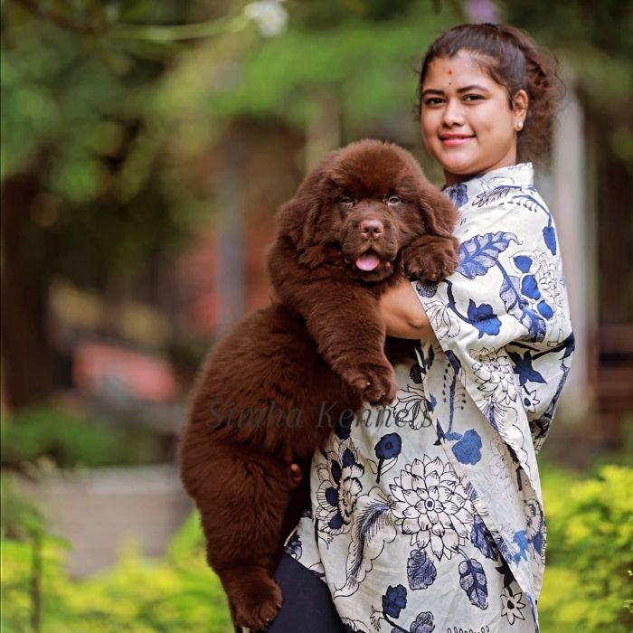 DogsIndia.com - Newfoundland - Kiran Gowda - Simha Kennels