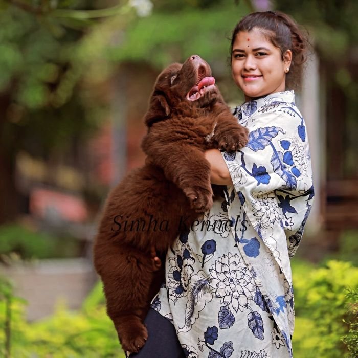 DogsIndia.com - Newfoundland - Kiran Gowda - Simha Kennels