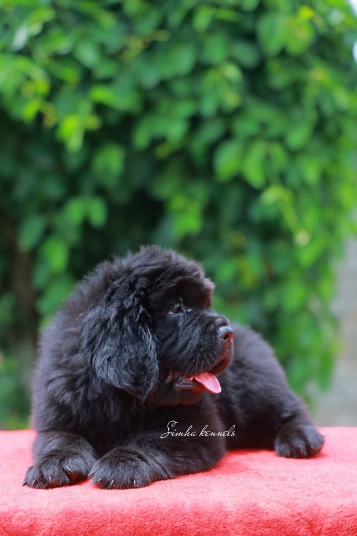 DogsIndia.com - Newfoundland - Kiran Gowda - Simha Kennels