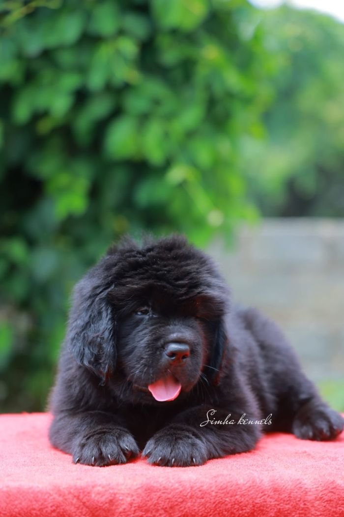 DogsIndia.com - Newfoundland - Kiran Gowda - Simha Kennels