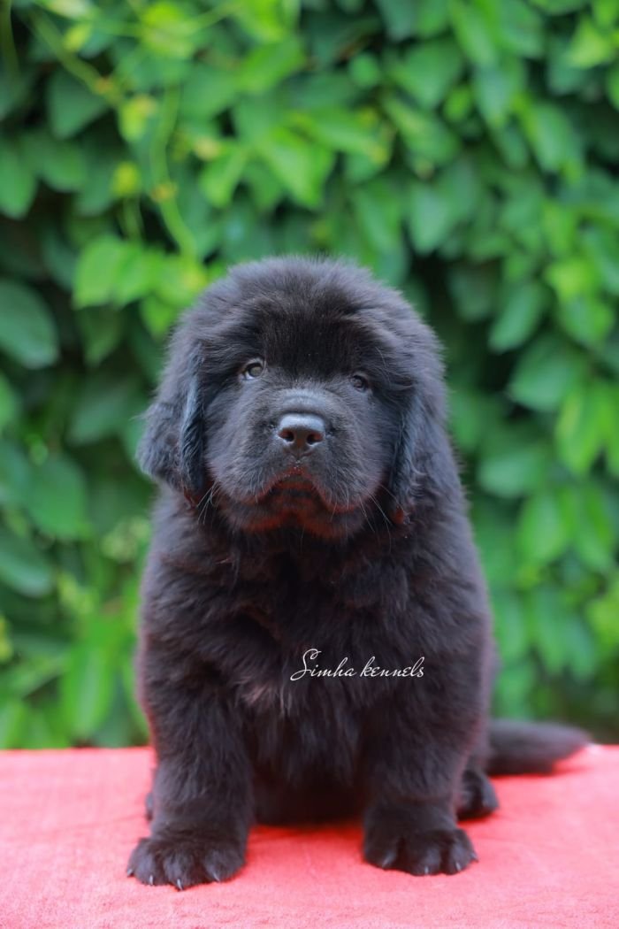 DogsIndia.com - Newfoundland - Kiran Gowda - Simha Kennels