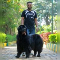 DogsIndia.com - Newfoundland - Kiran Gowda - Simha Kennels