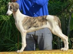 DogsIndia.com - MAG Kennels - Pashmi Hound 