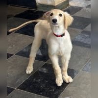 DogsIndia.com - Pashmi Hound - Bhaskar