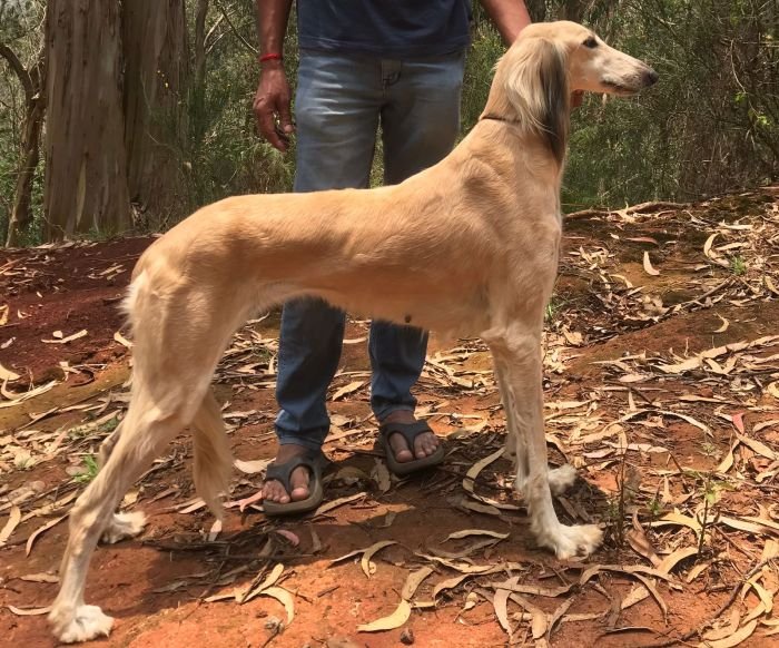 DogsIndia.com  Pashmi Hound  Amulrajulu