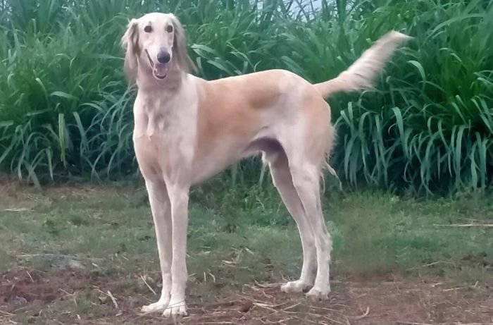 DogsIndia.com  Pashmi Hound  Amulrajulu