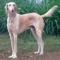 DogsIndia.com Pashmi Hound Amulrajulu