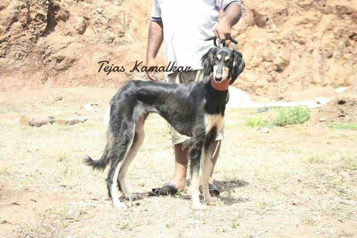 DogsIndia.com - Pashmi Hound - Tejas Kamalkar