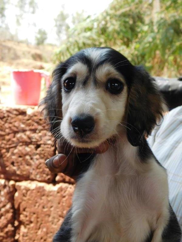 DogsIndia.com - Pashmi Hound - Tejas Kamalkar
