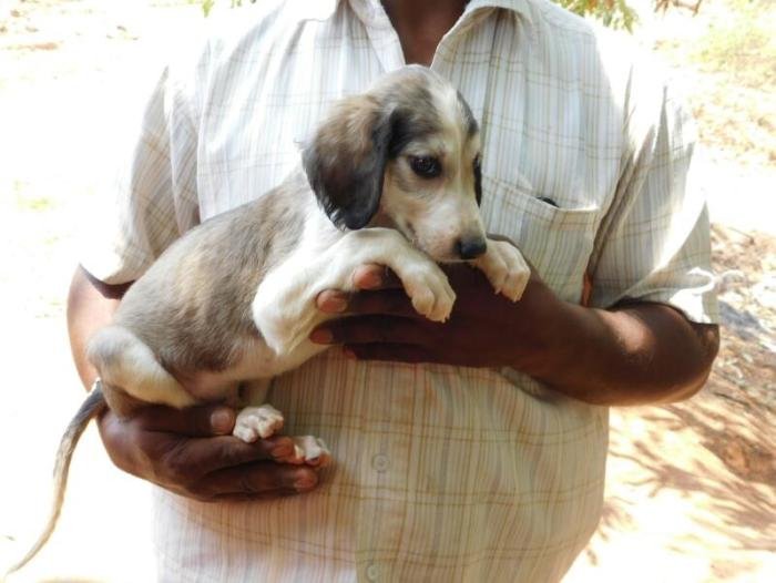 DogsIndia.com - Pashmi Hound - Tejas Kamalkar