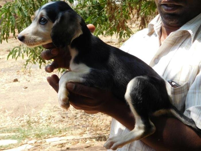 DogsIndia.com - Pashmi Hound - Tejas Kamalkar