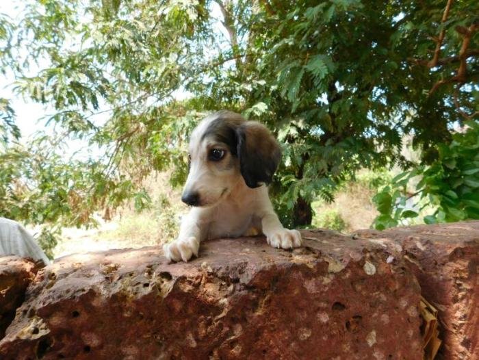 DogsIndia.com - Pashmi Hound - Tejas Kamalkar