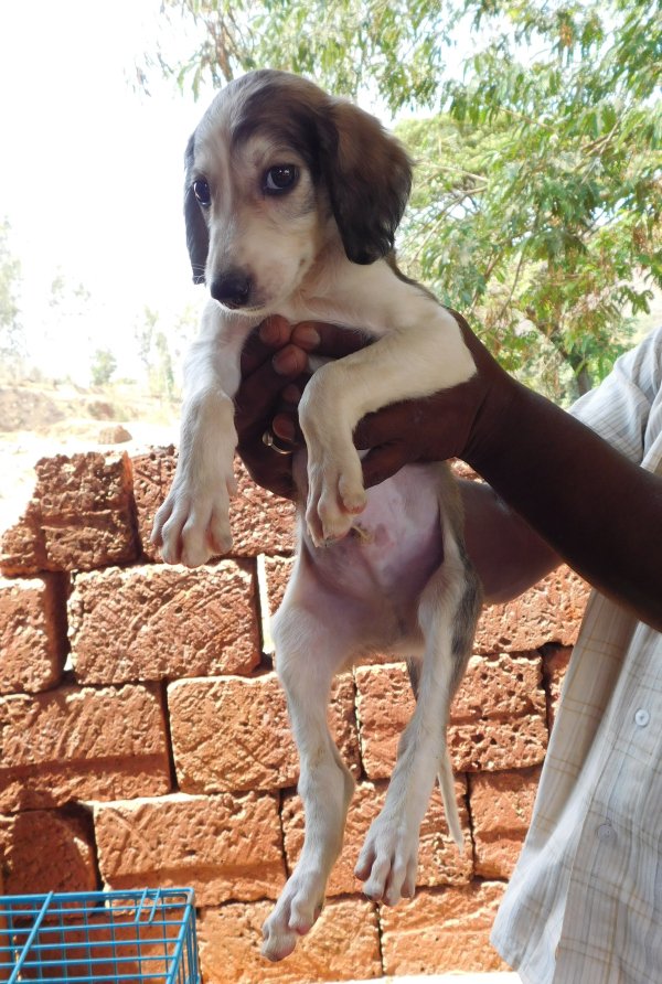 DogsIndia.com - Pashmi Hound - Tejas Kamalkar