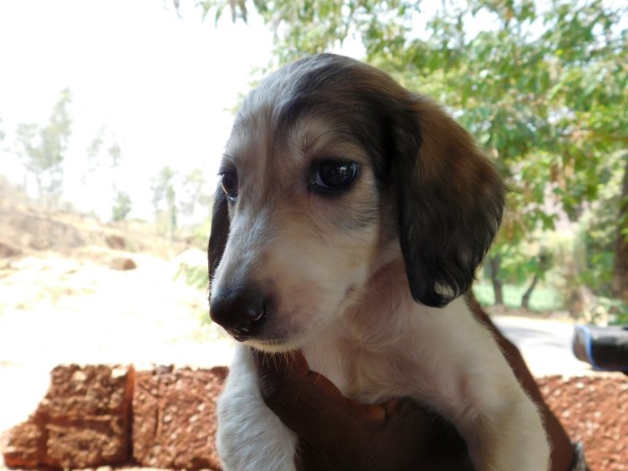 DogsIndia.com - Pashmi Hound - Tejas Kamalkar