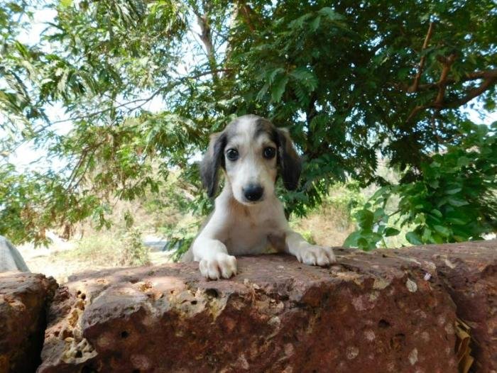 DogsIndia.com - Pashmi Hound - Tejas Kamalkar