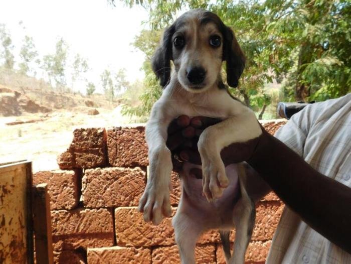 DogsIndia.com - Pashmi Hound - Tejas Kamalkar