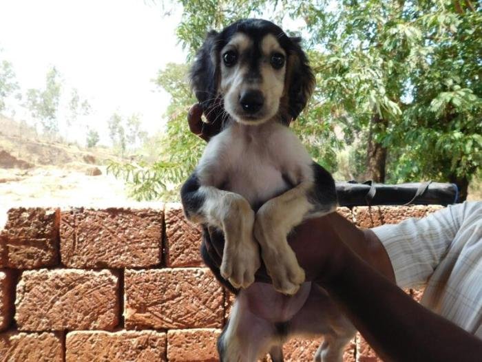 DogsIndia.com - Pashmi Hound - Tejas Kamalkar