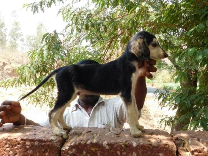 DogsIndia.com - Pashmi Hound - Tejas Kamalkar