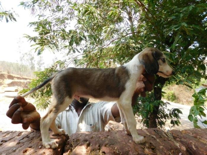 DogsIndia.com - Pashmi Hound - Tejas Kamalkar