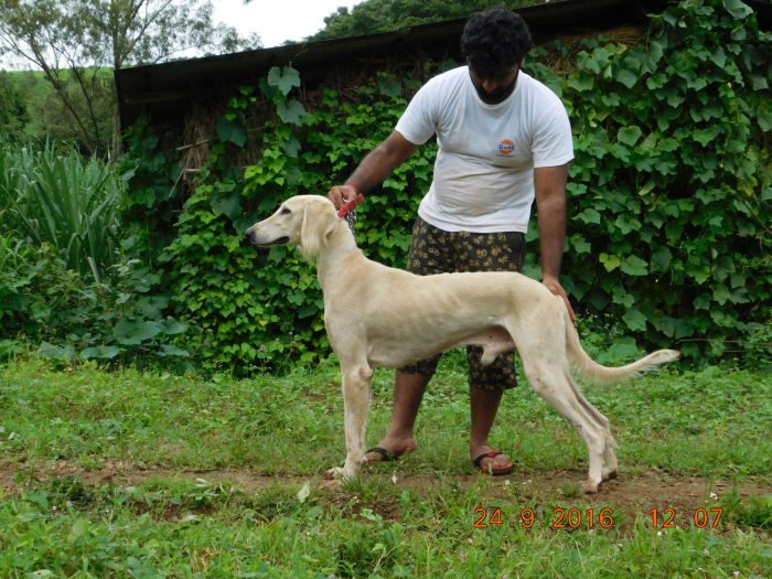 DogsIndia.com - Pashmi Hound - Tejas Kamalkar