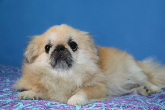DogsIndia.com - Pekingese - Tailsmile Kennel - Sanjay Harry