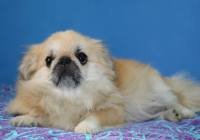 DogsIndia.com - Pekingese - Tailsmile Kennel - Sanjay Harry