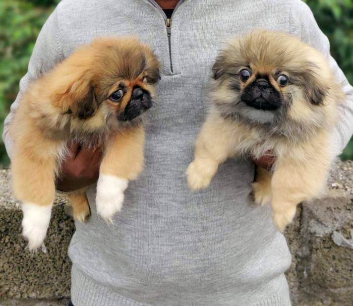 DogsIndia.com - Pekingese - Tailsmile Kennel - Sanjay Harry
