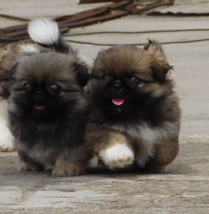 DogsIndia.com - Pekingese - Tailsmile Kennel - Sanjay Harry