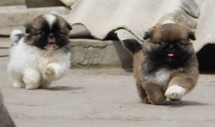 DogsIndia.com - Pekingese - Tailsmile Kennel - Sanjay Harry