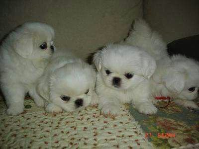DogsIndia.com - Pekingese - Shabeer