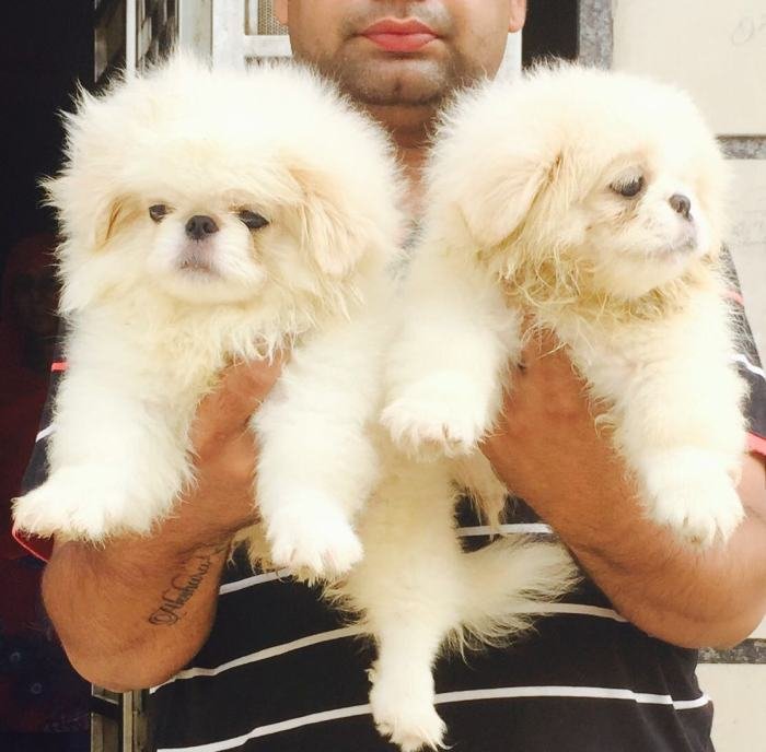 DogsIndia.com - Pekingese - Shabeer