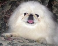 DogsIndia.com - Pekingese - Shabeer