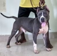 DogsIndia.com - American Pit Bull - Y.K.Reddy