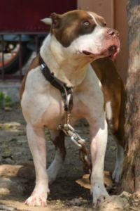 DogsIndia.com - Pit Bull Terrier - Nirmal