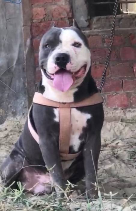 DogsIndia.com - Pit Bull Terrier - Nirmal