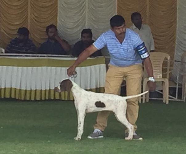 DogsIndia.com - Pointer - Shrinidhi