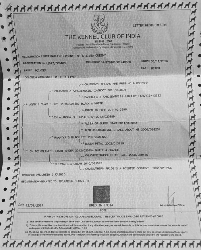 DogsIndia.com - Pointer - Shrinidhi