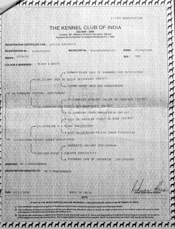 DogsIndia.com - Pointer - Shrinidhi