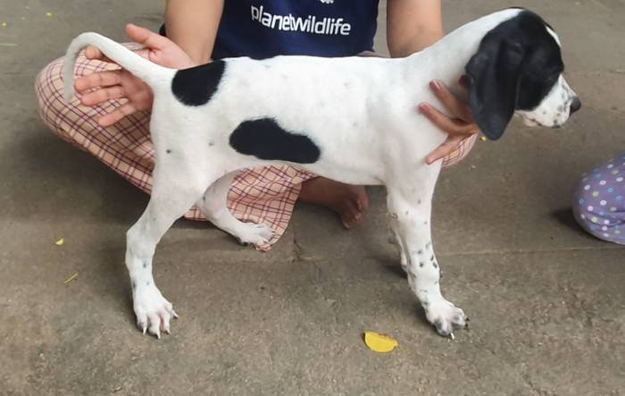 DogsIndia.com - Pointer - Shrinidhi