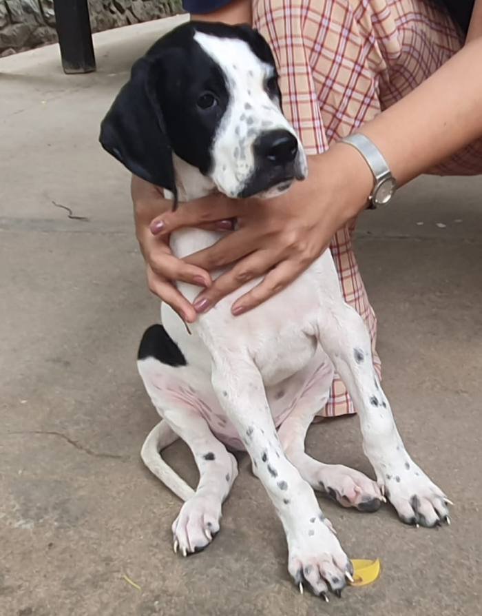 DogsIndia.com - Pointer - Shrinidhi