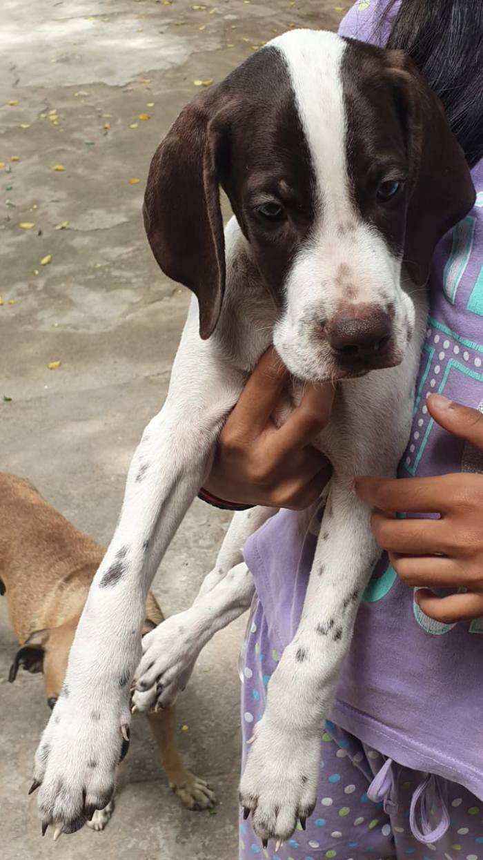 DogsIndia.com - Pointer - Shrinidhi