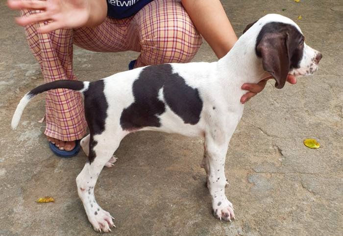 DogsIndia.com - Pointer - Shrinidhi