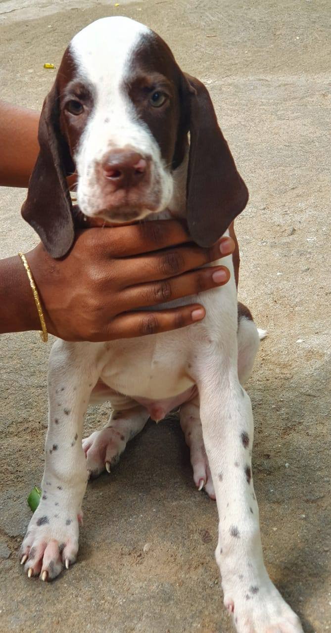 DogsIndia.com - Pointer - Shrinidhi