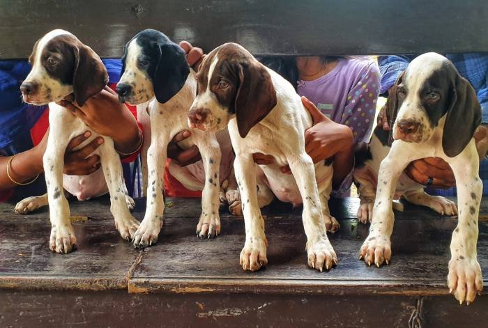 DogsIndia.com - Pointer - Shrinidhi